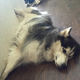 Image for article titled 39 *Scratchy Scratchy* Photos of Dogs